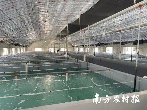 打造海水種業(yè)硬支柱 小鎮(zhèn)推動苗種生產(chǎn)規(guī)范化與全產(chǎn)業(yè)鏈發(fā)展