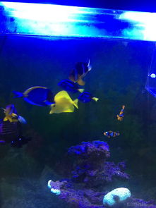 昌平北七家海水魚友出養(yǎng)定老魚，限同城打包自提，共探海水養(yǎng)殖技術(shù)交流